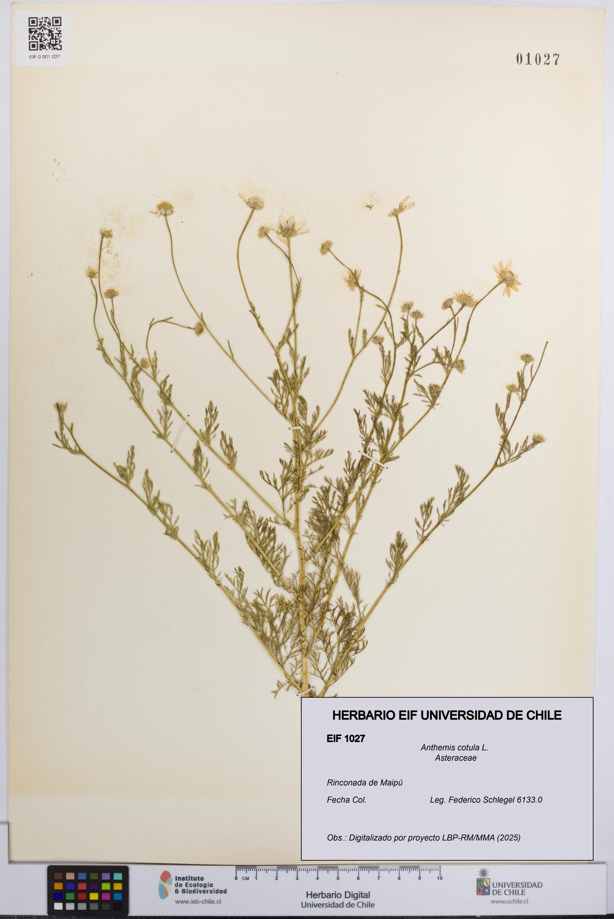 Anthemis cotula [Espécimen: UCH:EIF:0001027]