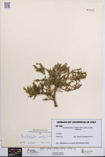Anarthrophyllum cumingii [Espécimen: UCH:EIF:0001035]