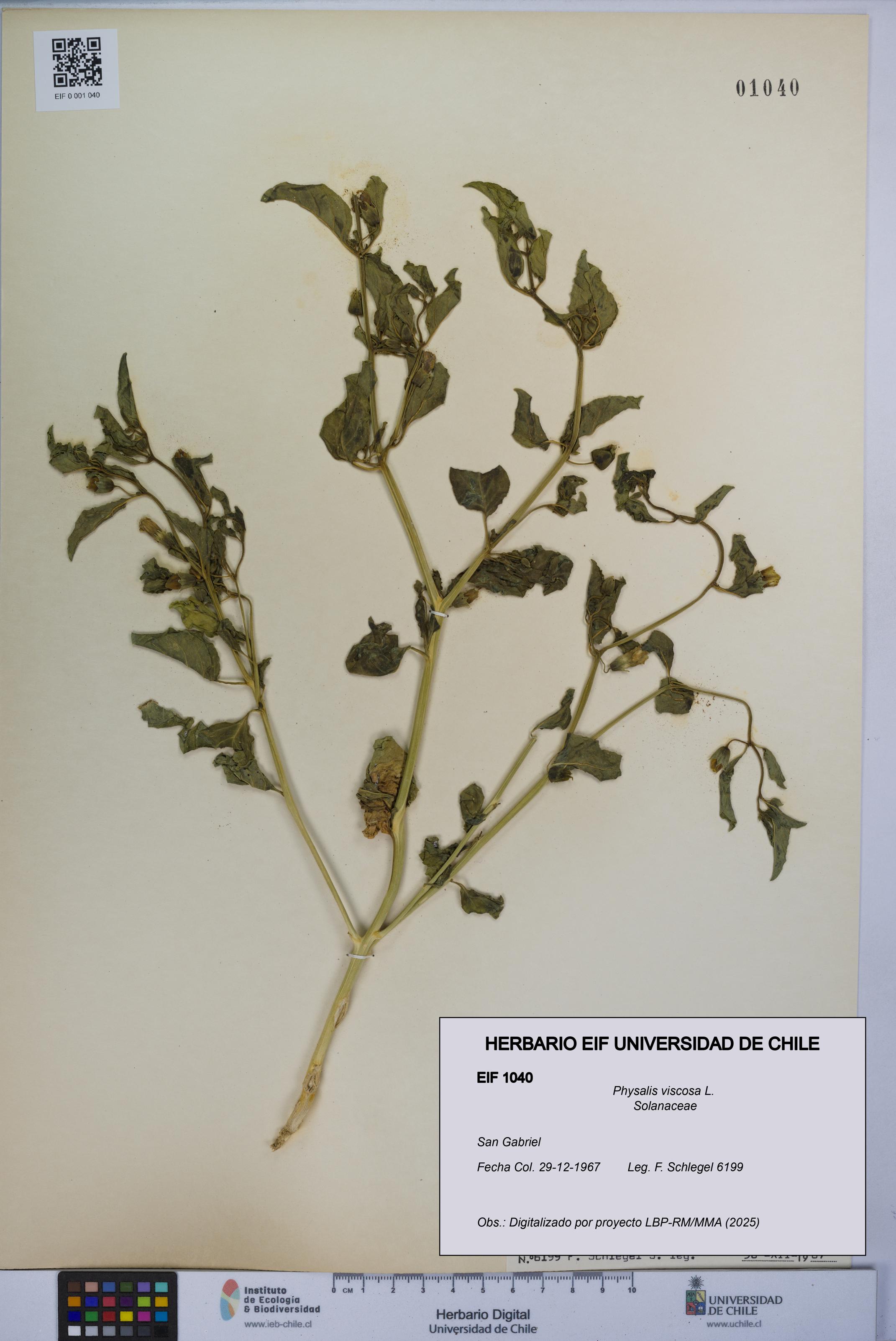 Physalis viscosa [Espécimen: UCH:EIF:0001040]