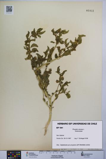 Physalis viscosa [Espécimen: UCH:EIF:0001041]