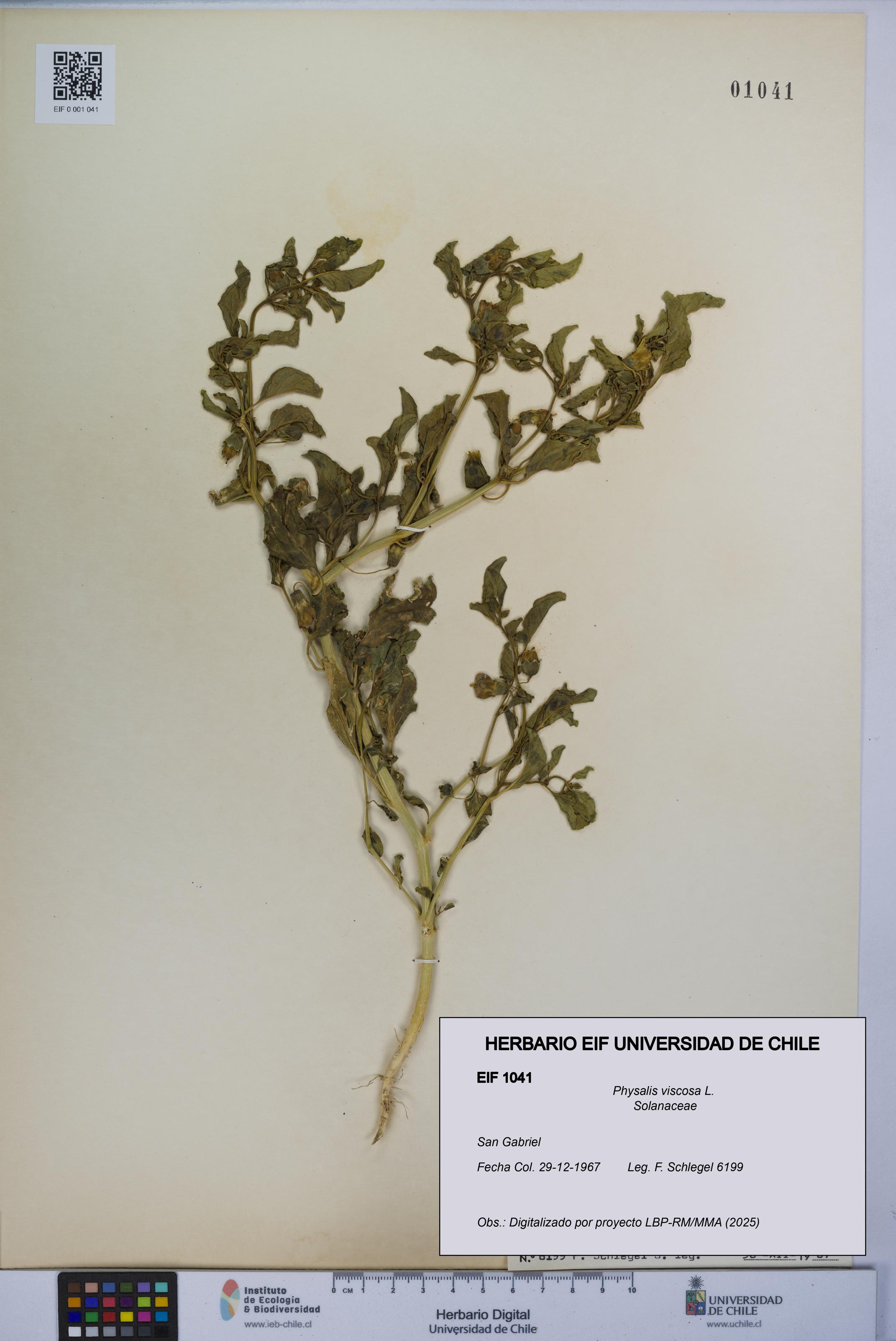 Physalis viscosa [Espécimen: UCH:EIF:0001041]