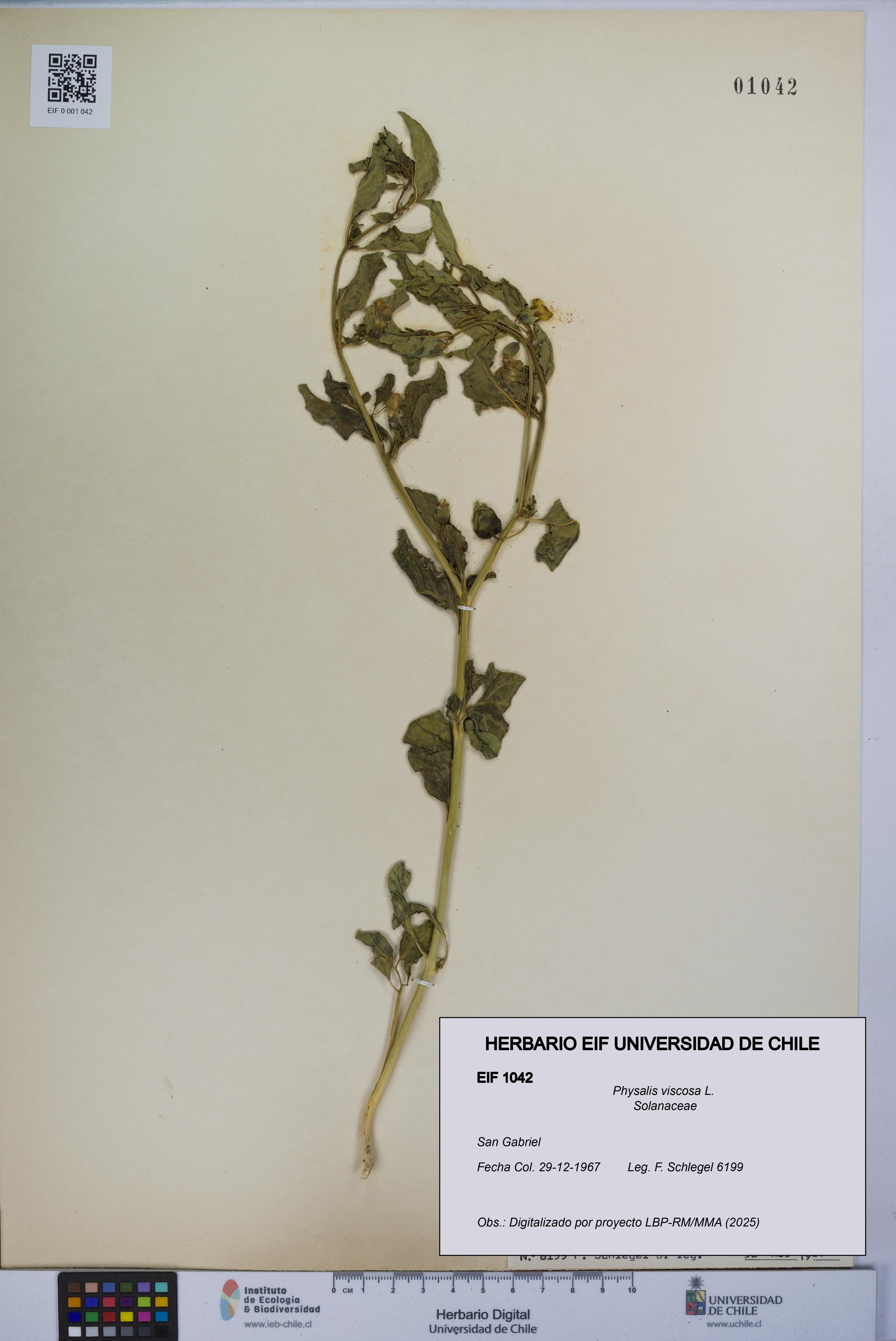 Physalis viscosa [Espécimen: UCH:EIF:0001042]