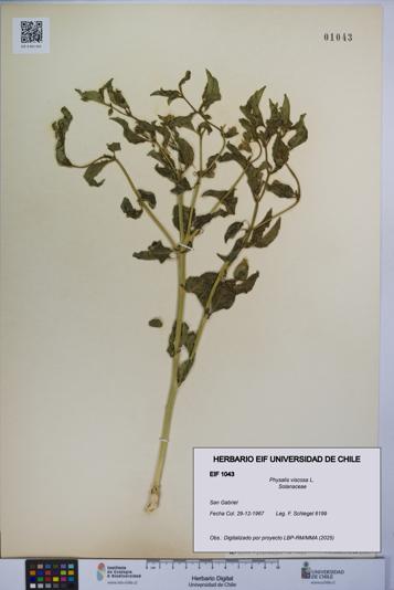 Physalis viscosa [Espécimen: UCH:EIF:0001043]