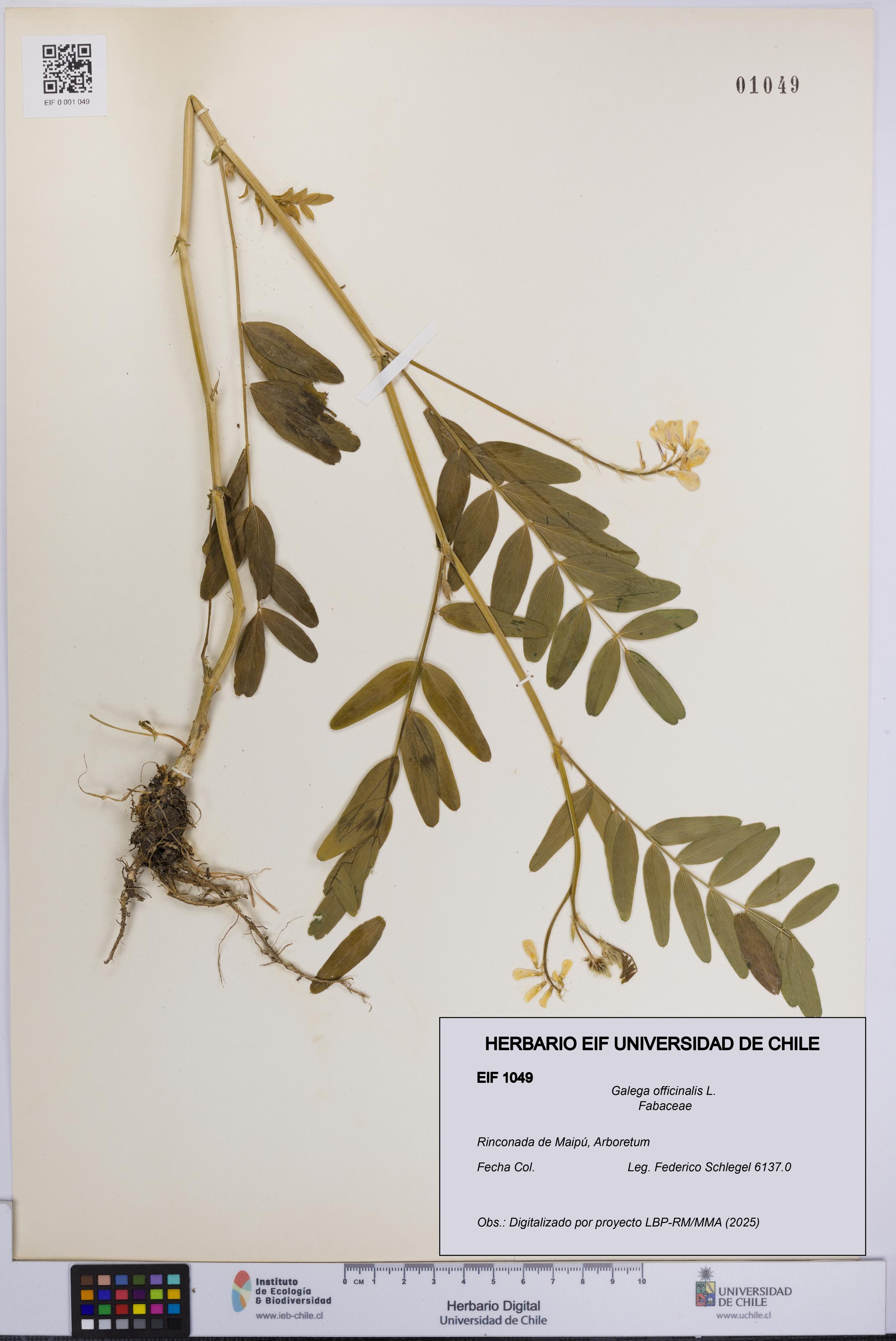 Galega officinalis [Espécimen: UCH:EIF:0001049]