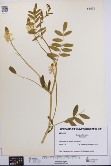 Galega officinalis [Espécimen: UCH:EIF:0001050]