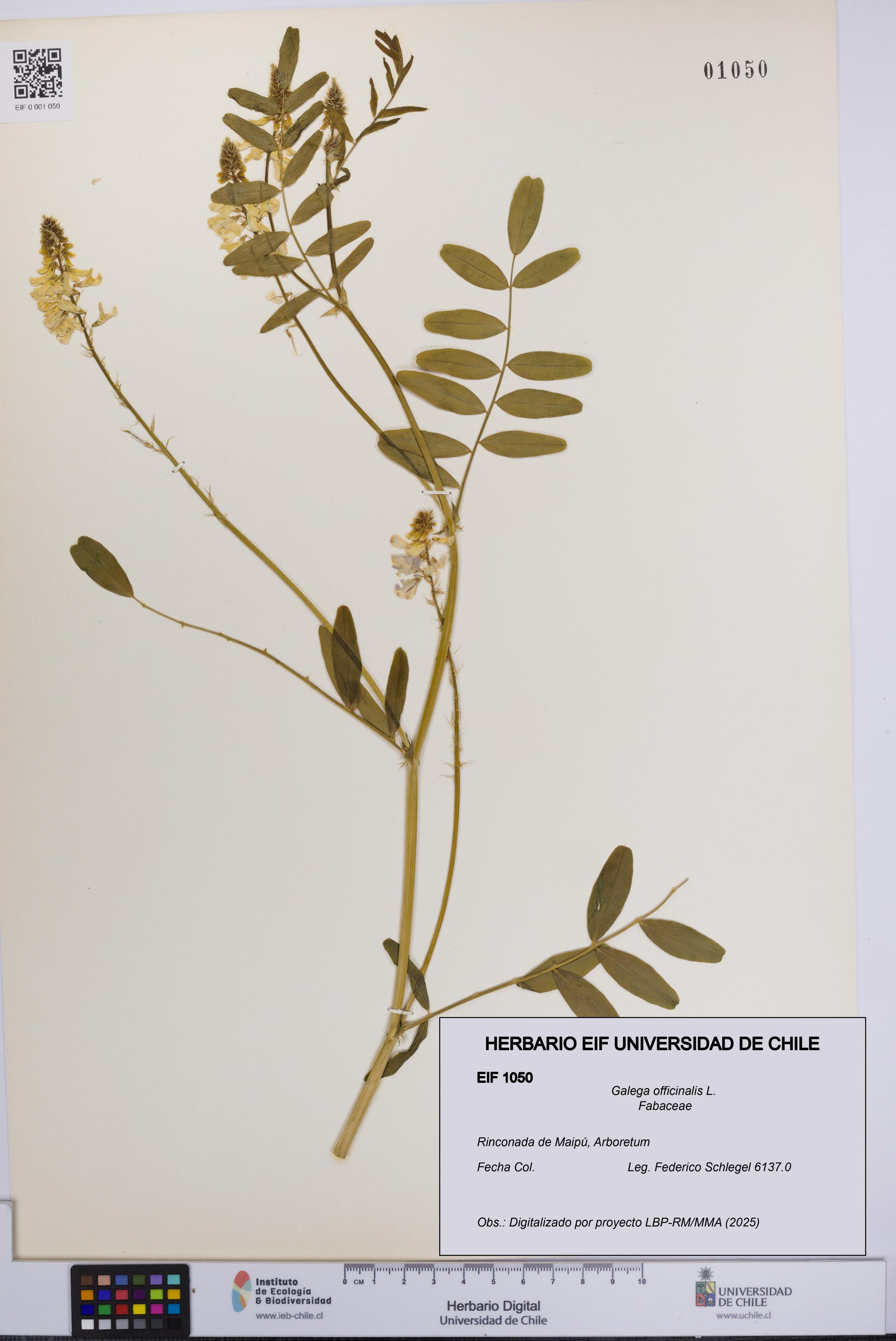 Galega officinalis [Espécimen: UCH:EIF:0001050]