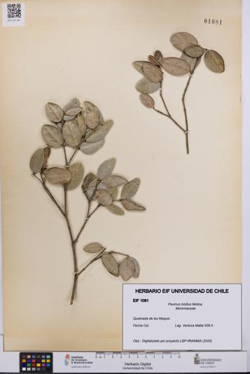 Peumus boldus [Espécimen: UCH:EIF:0001081]