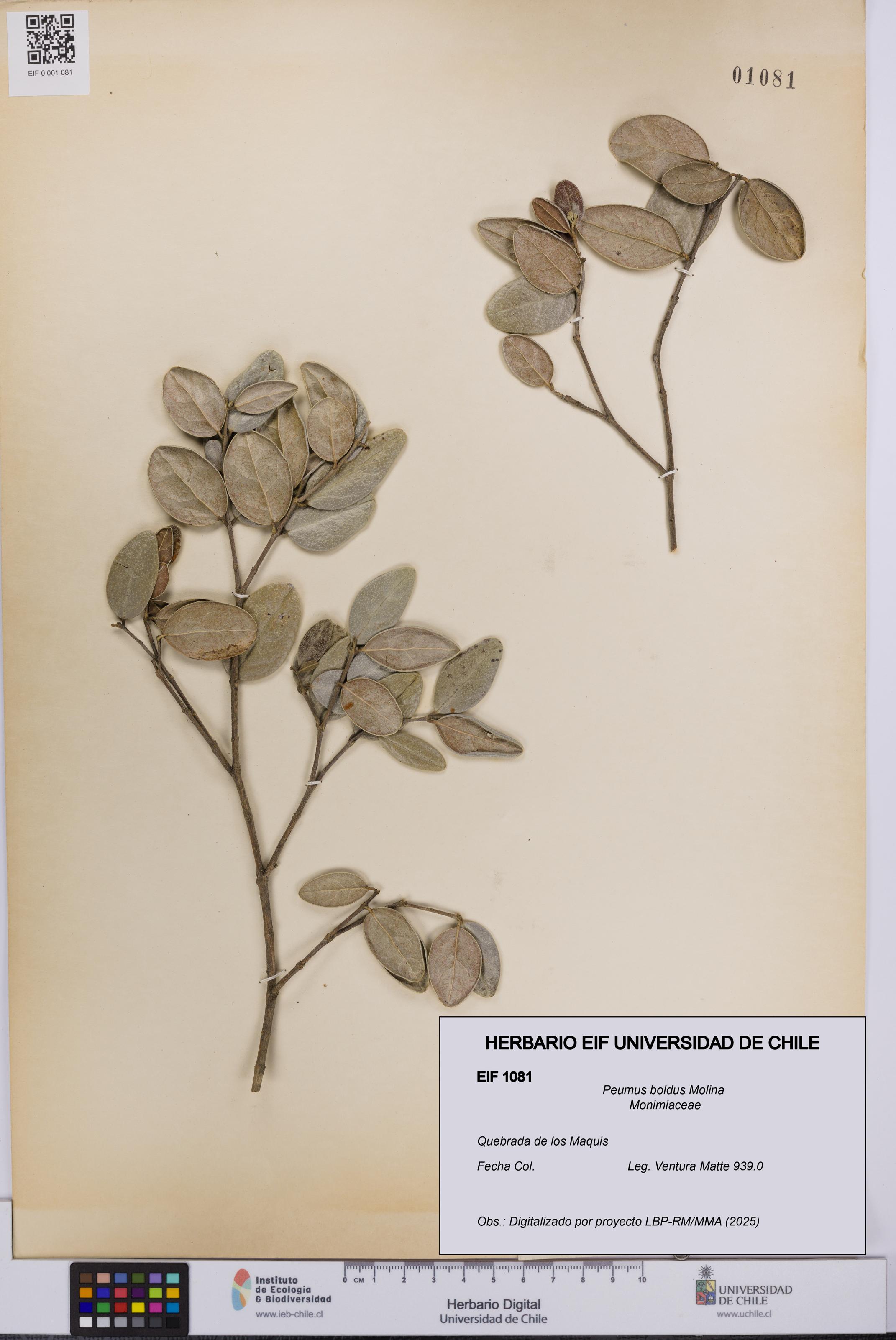 Peumus boldus [Espécimen: UCH:EIF:0001081]
