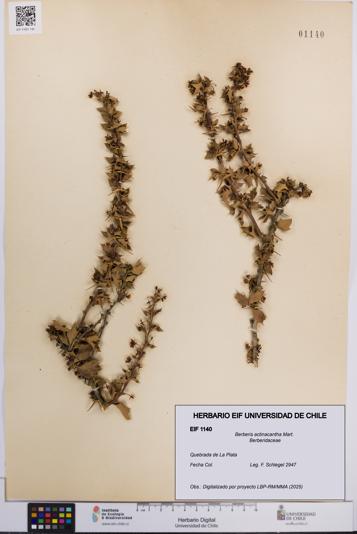 Berberis actinacantha [Espécimen: UCH:EIF:0001140]