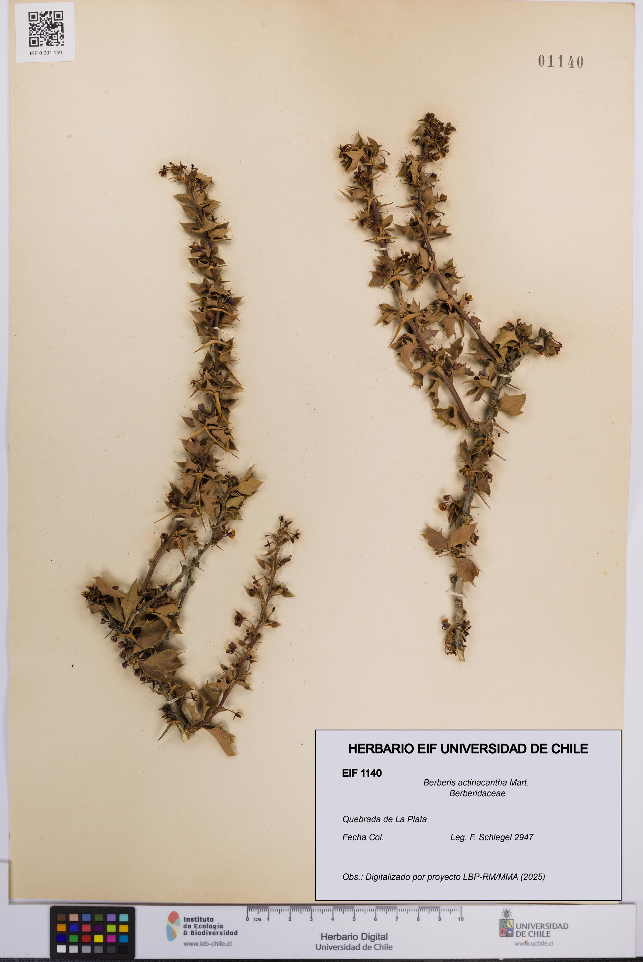 Berberis actinacantha [Espécimen: UCH:EIF:0001140]