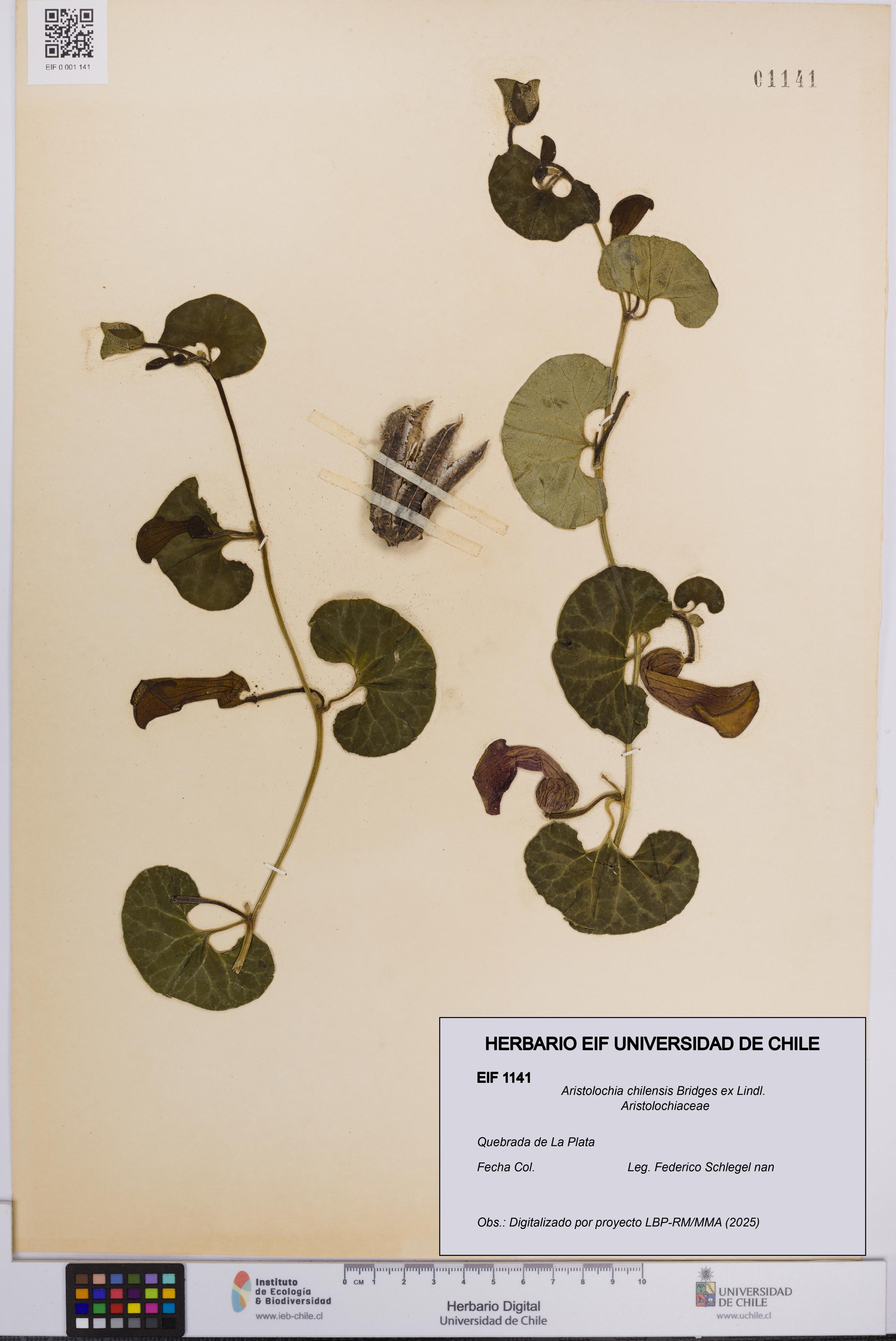 Aristolochia chilensis [Espécimen: UCH:EIF:0001141]