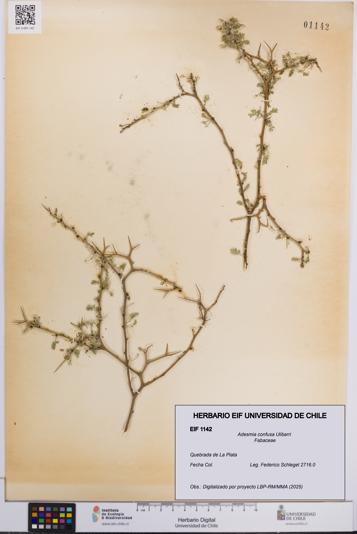 Adesmia confusa [Espécimen: UCH:EIF:0001142]