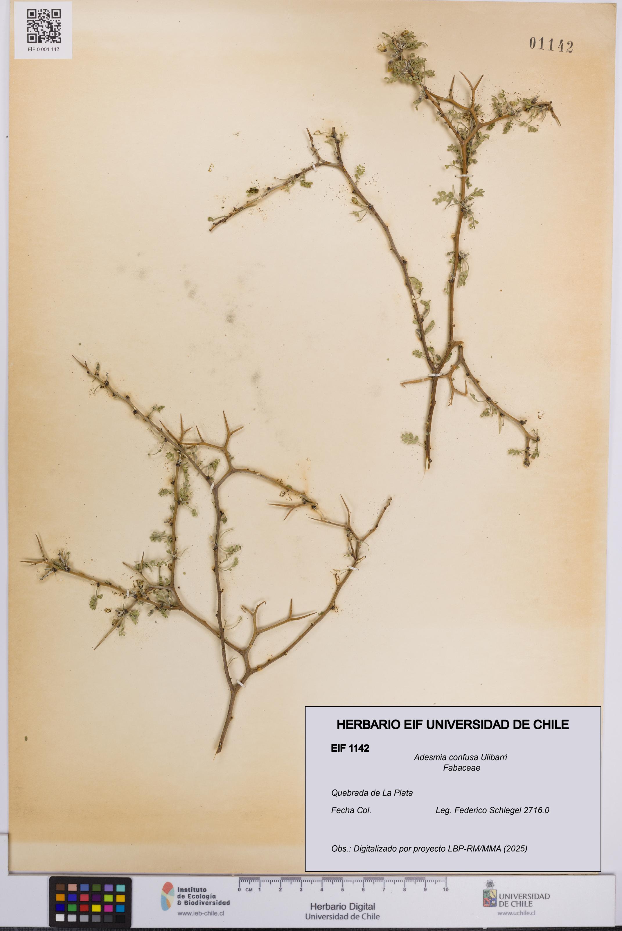 Adesmia confusa [Espécimen: UCH:EIF:0001142]