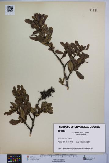 Escallonia illinita [Espécimen: UCH:EIF:0001144]
