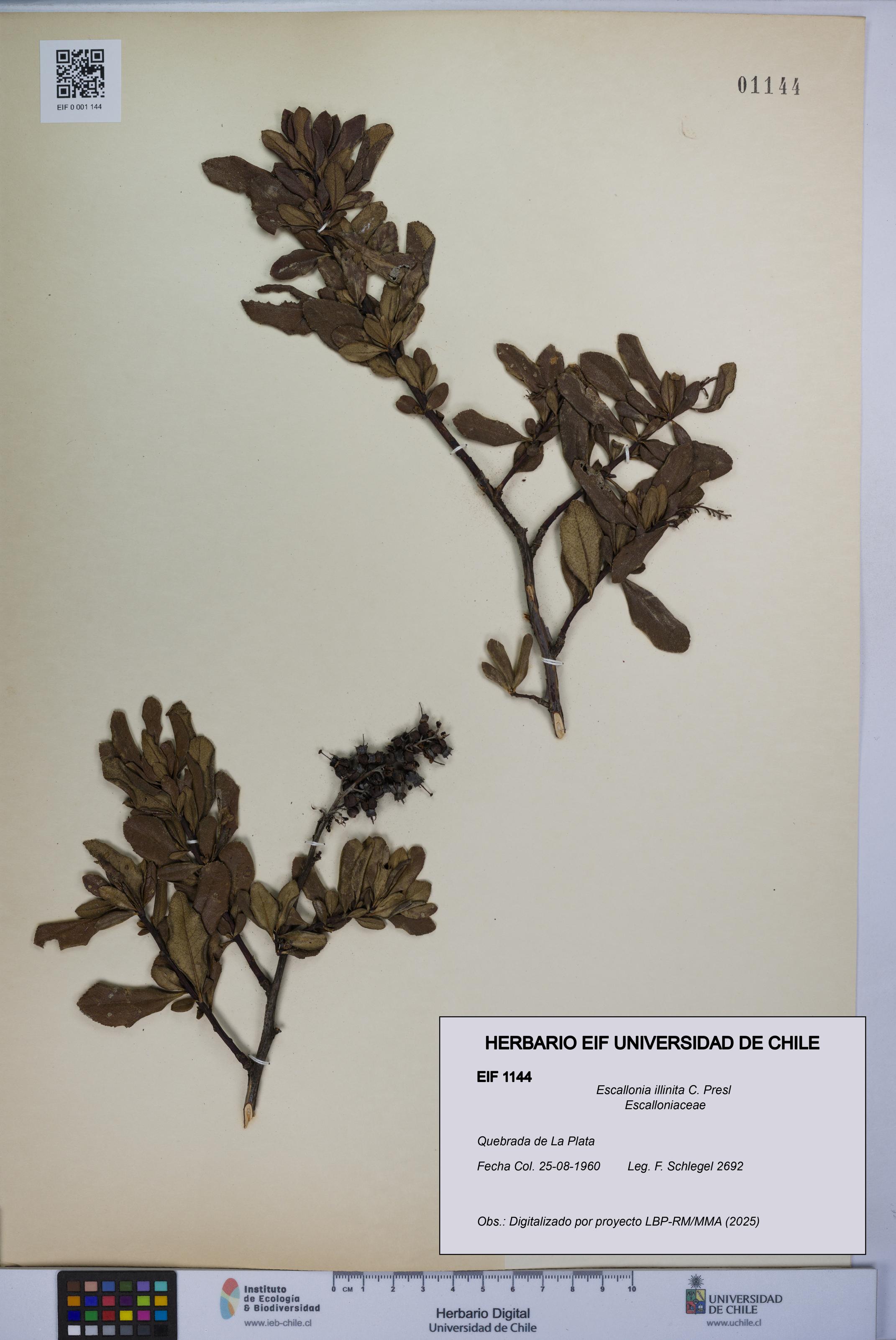 Escallonia illinita [Espécimen: UCH:EIF:0001144]