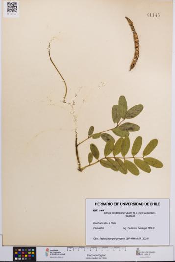Senna candolleana [Espécimen: UCH:EIF:0001145]