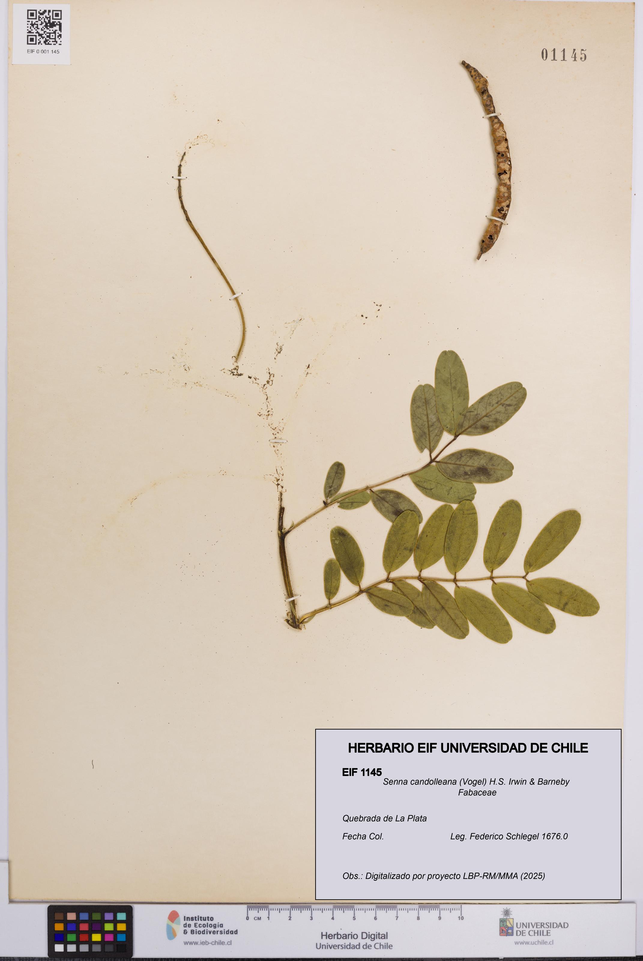 Senna candolleana [Espécimen: UCH:EIF:0001145]
