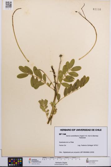 Senna candolleana [Espécimen: UCH:EIF:0001146]