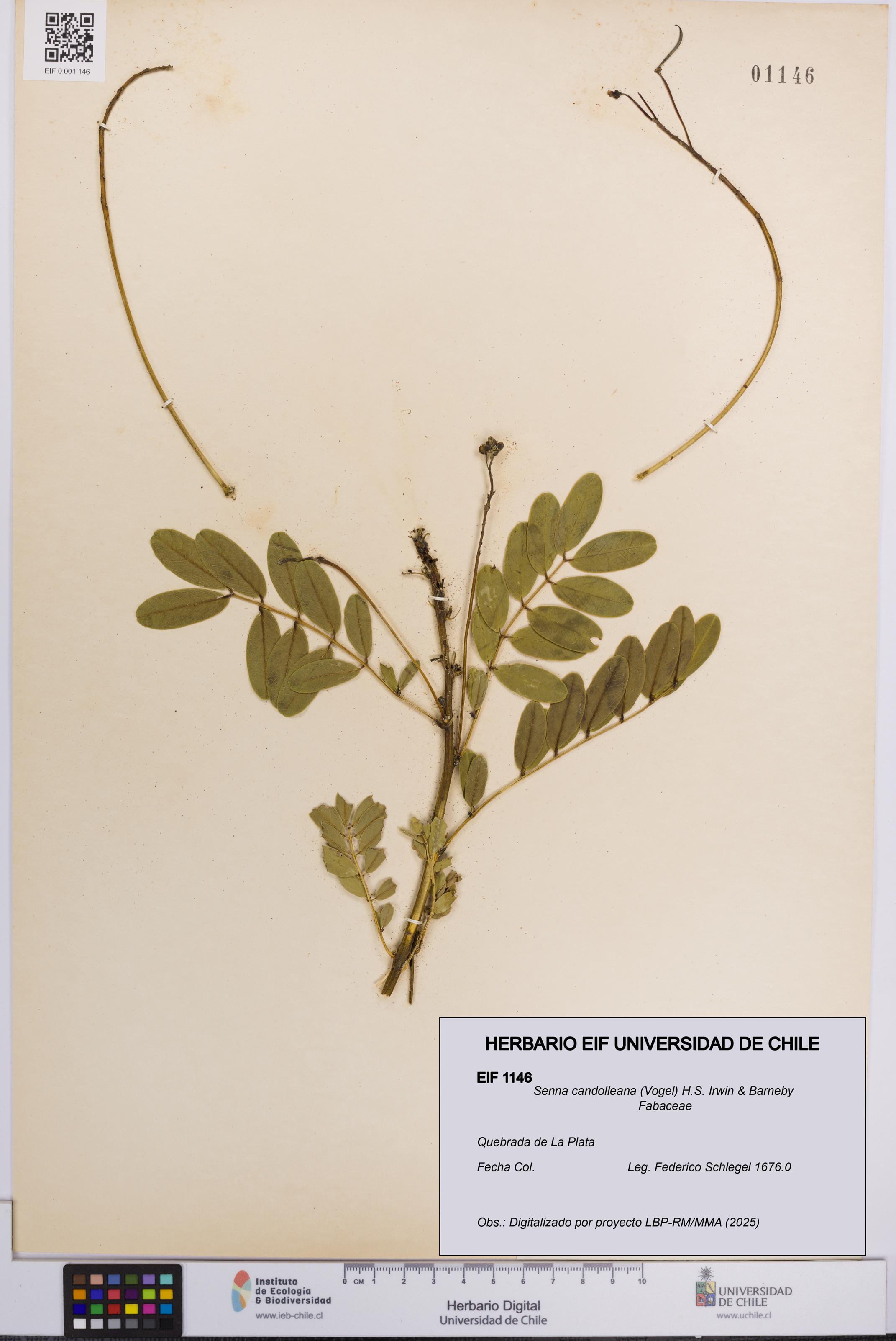 Senna candolleana [Espécimen: UCH:EIF:0001146]