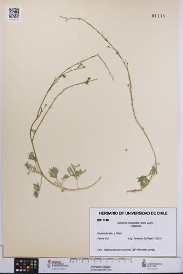 Adesmia mucronata [Espécimen: UCH:EIF:0001148]