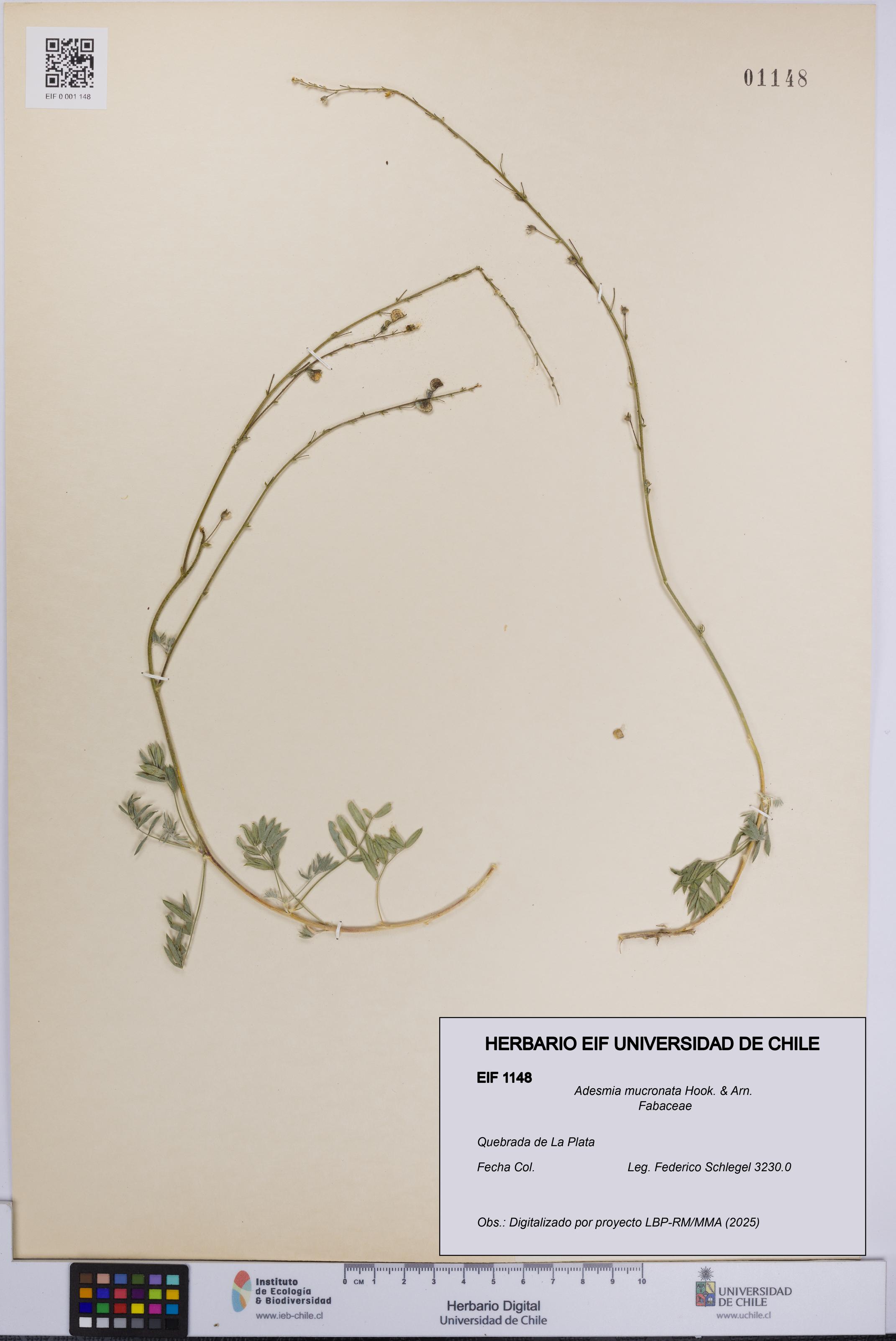 Adesmia mucronata [Espécimen: UCH:EIF:0001148]