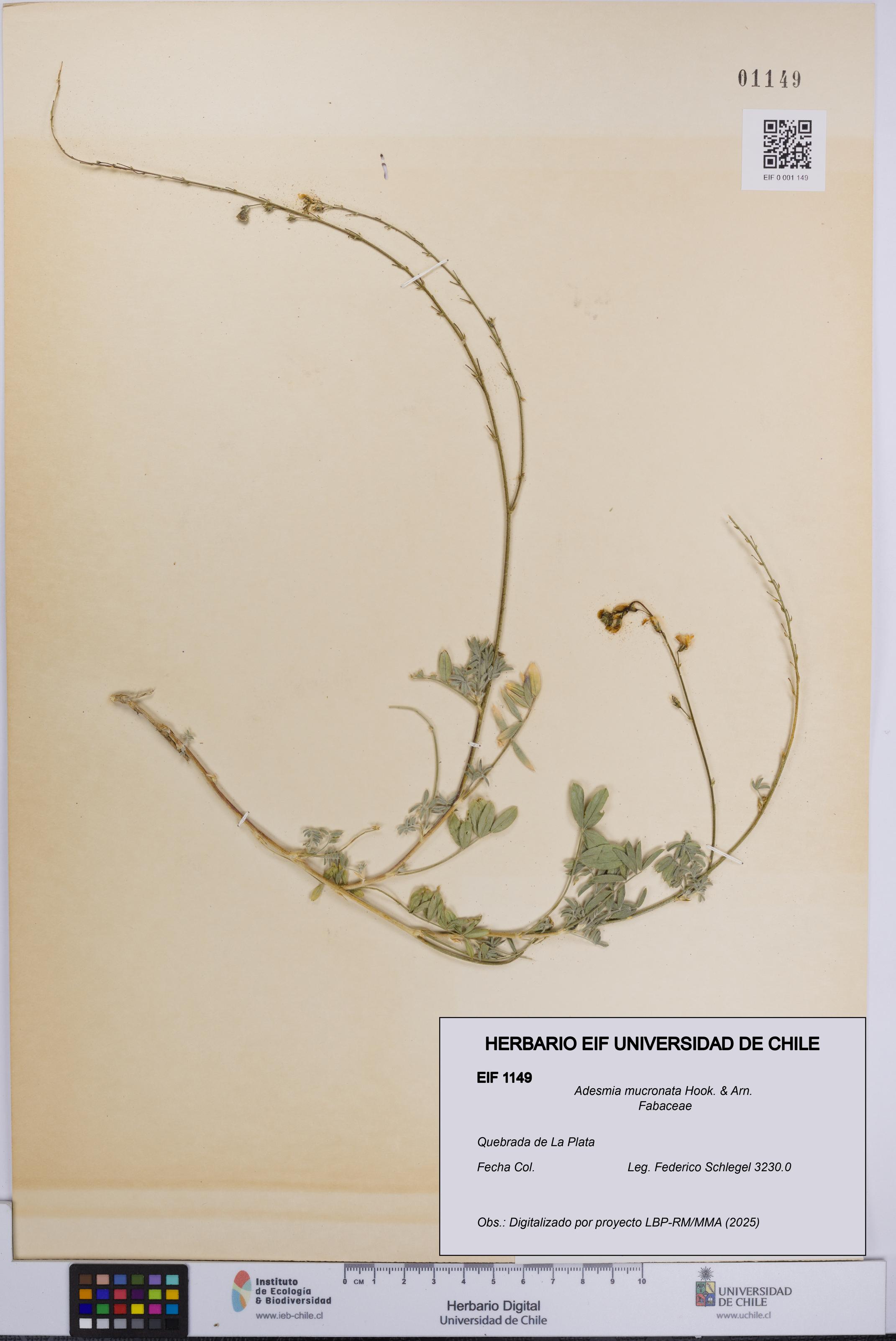 Adesmia mucronata [Espécimen: UCH:EIF:0001149]