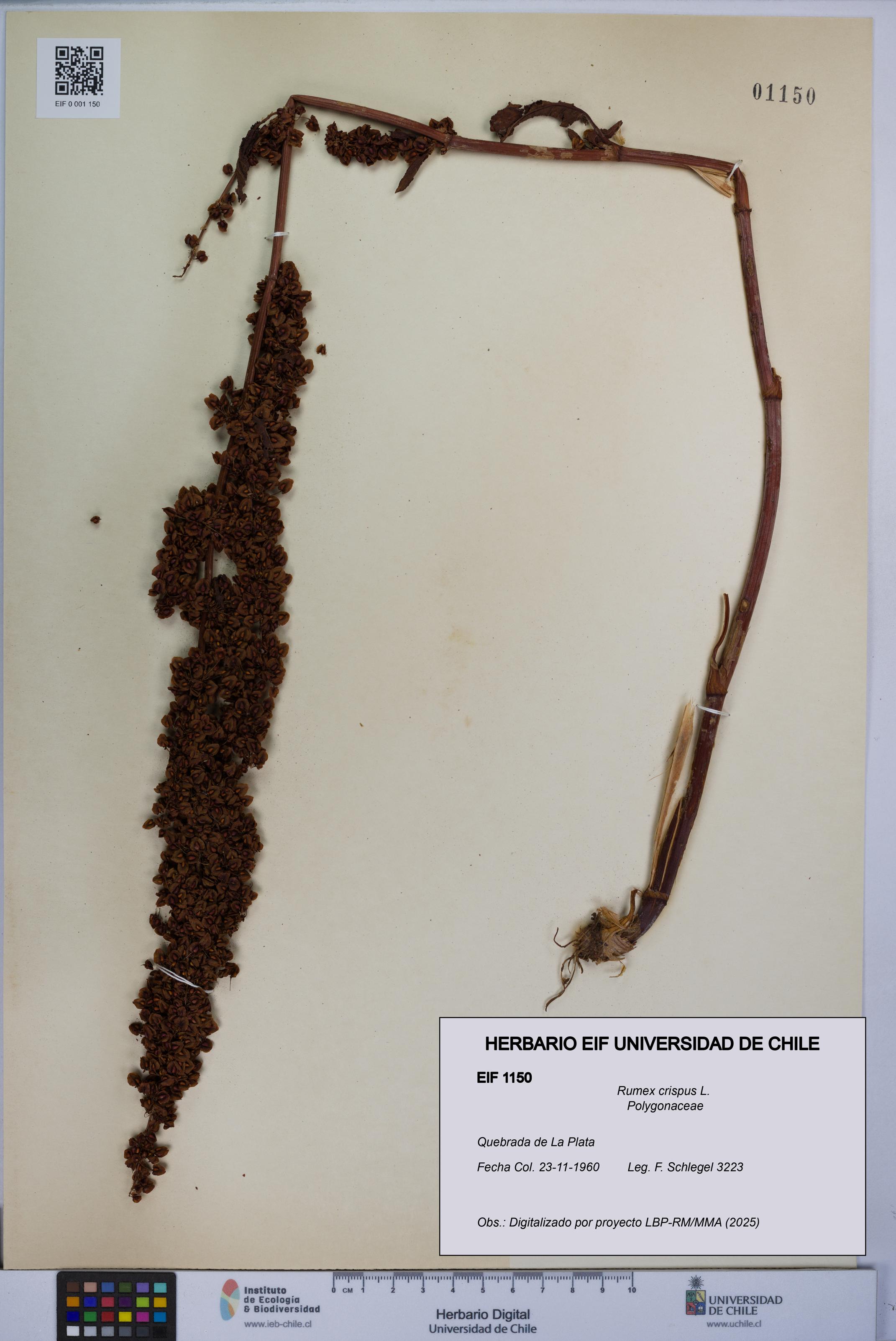Rumex crispus [Espécimen: UCH:EIF:0001150]