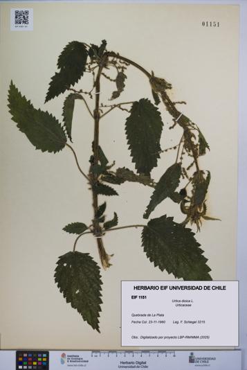 Urtica dioica [Espécimen: UCH:EIF:0001151]