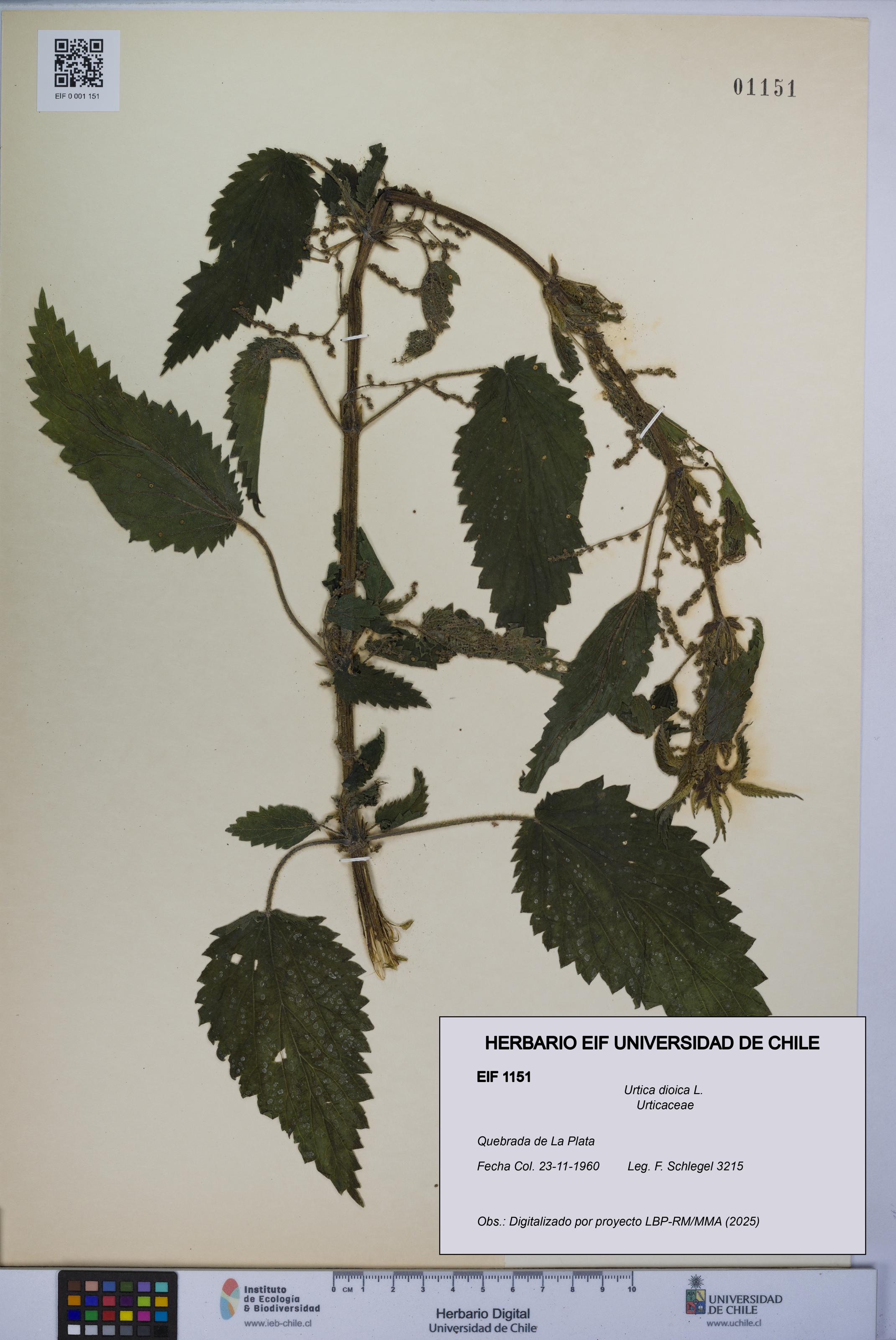 Urtica dioica [Espécimen: UCH:EIF:0001151]