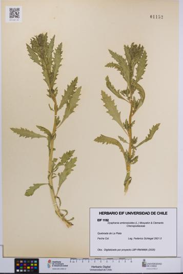 Dysphania ambrosioides [Espécimen: UCH:EIF:0001152]