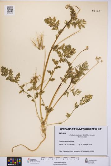 Erodium cicutarium [Espécimen: UCH:EIF:0001153]