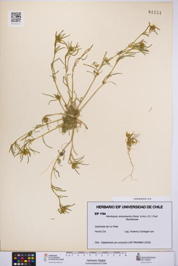 Montiopsis ramosissima [Espécimen: UCH:EIF:0001154]
