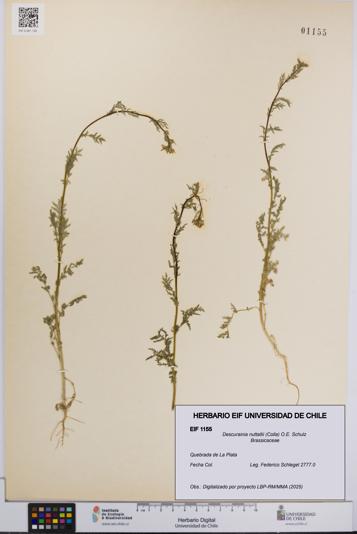 Descurainia nuttallii [Espécimen: UCH:EIF:0001155]