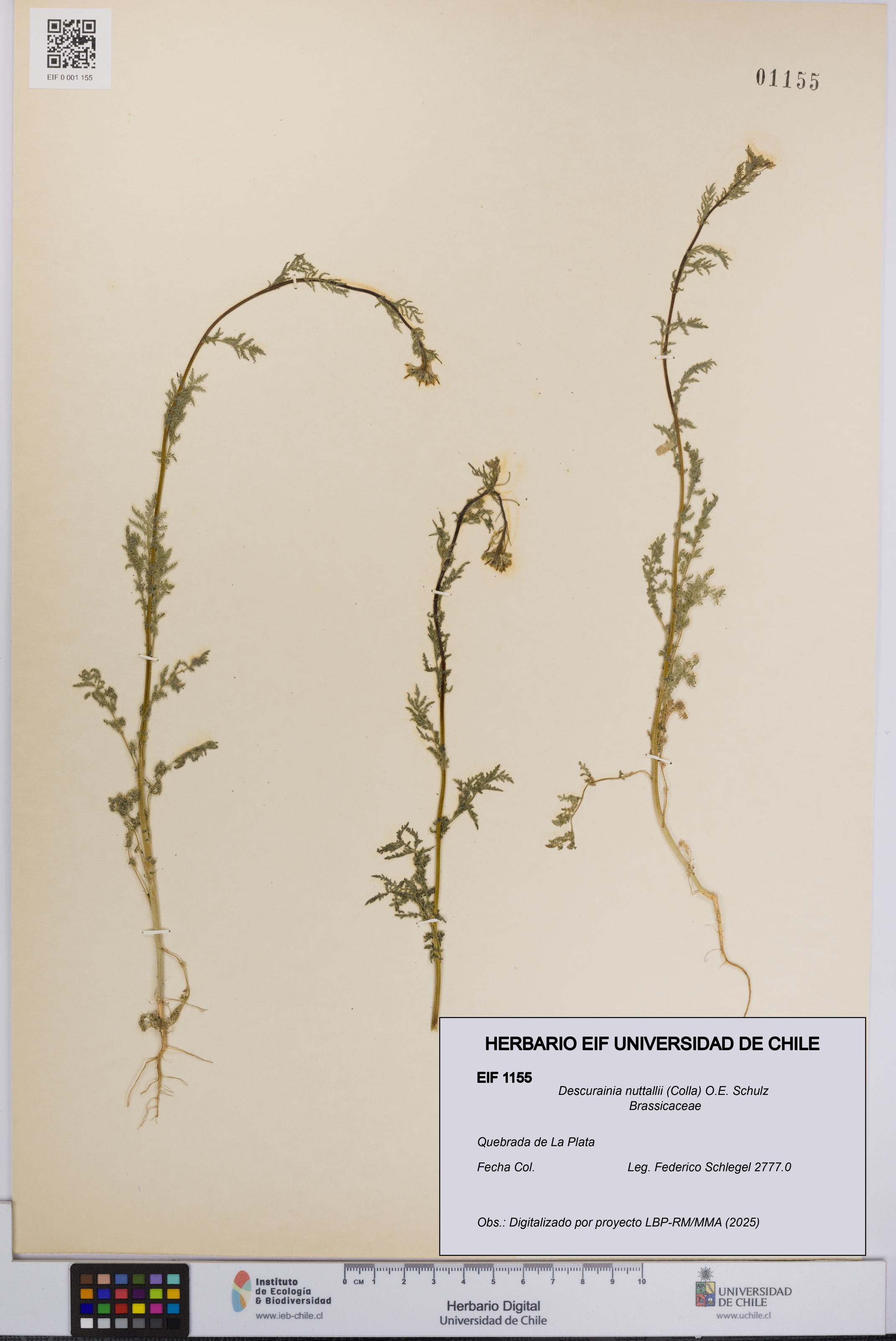 Descurainia nuttallii [Espécimen: UCH:EIF:0001155]
