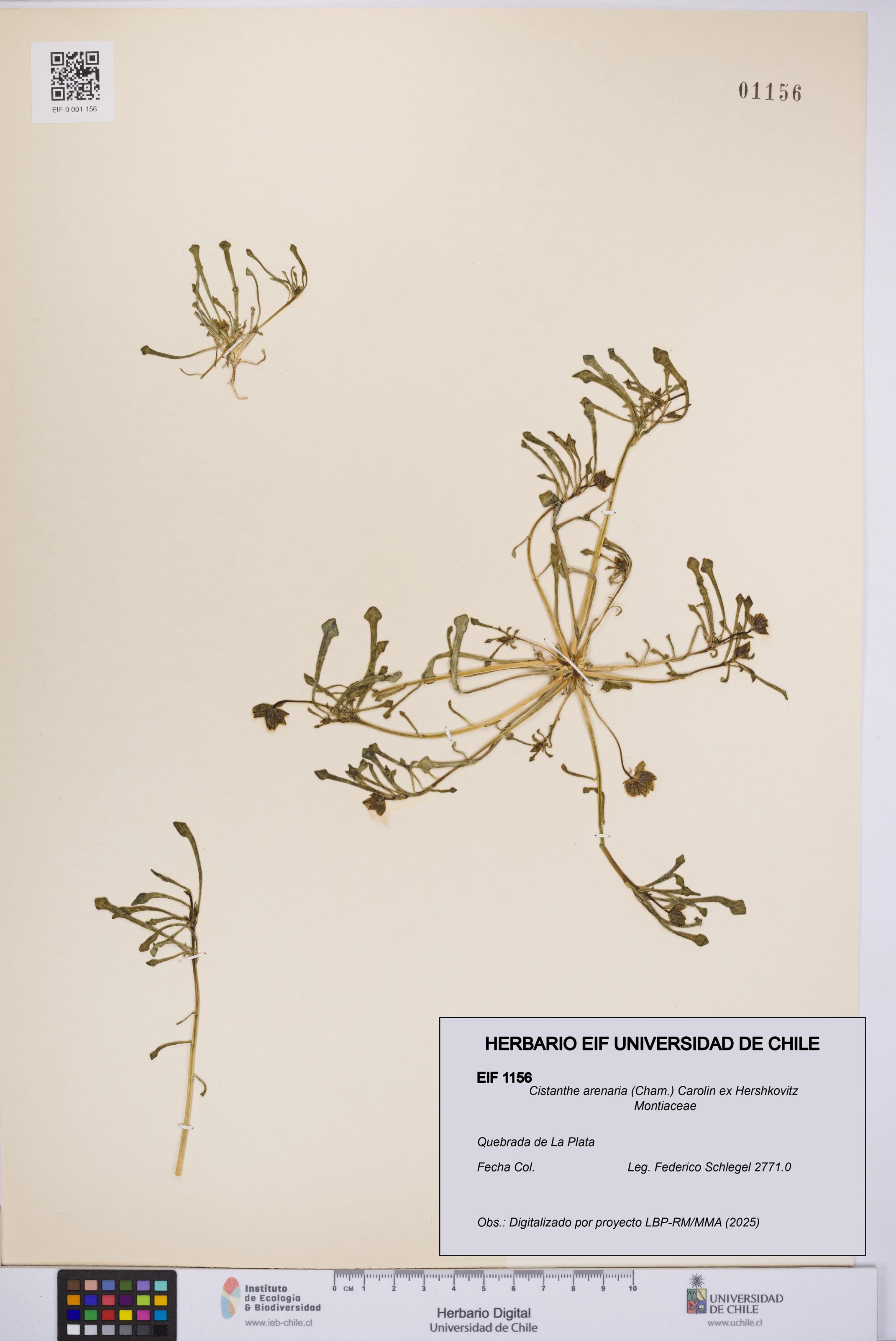 Cistanthe arenaria [Espécimen: UCH:EIF:0001156]