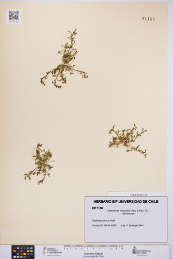 Calandrinia monandra [Espécimen: UCH:EIF:0001158]