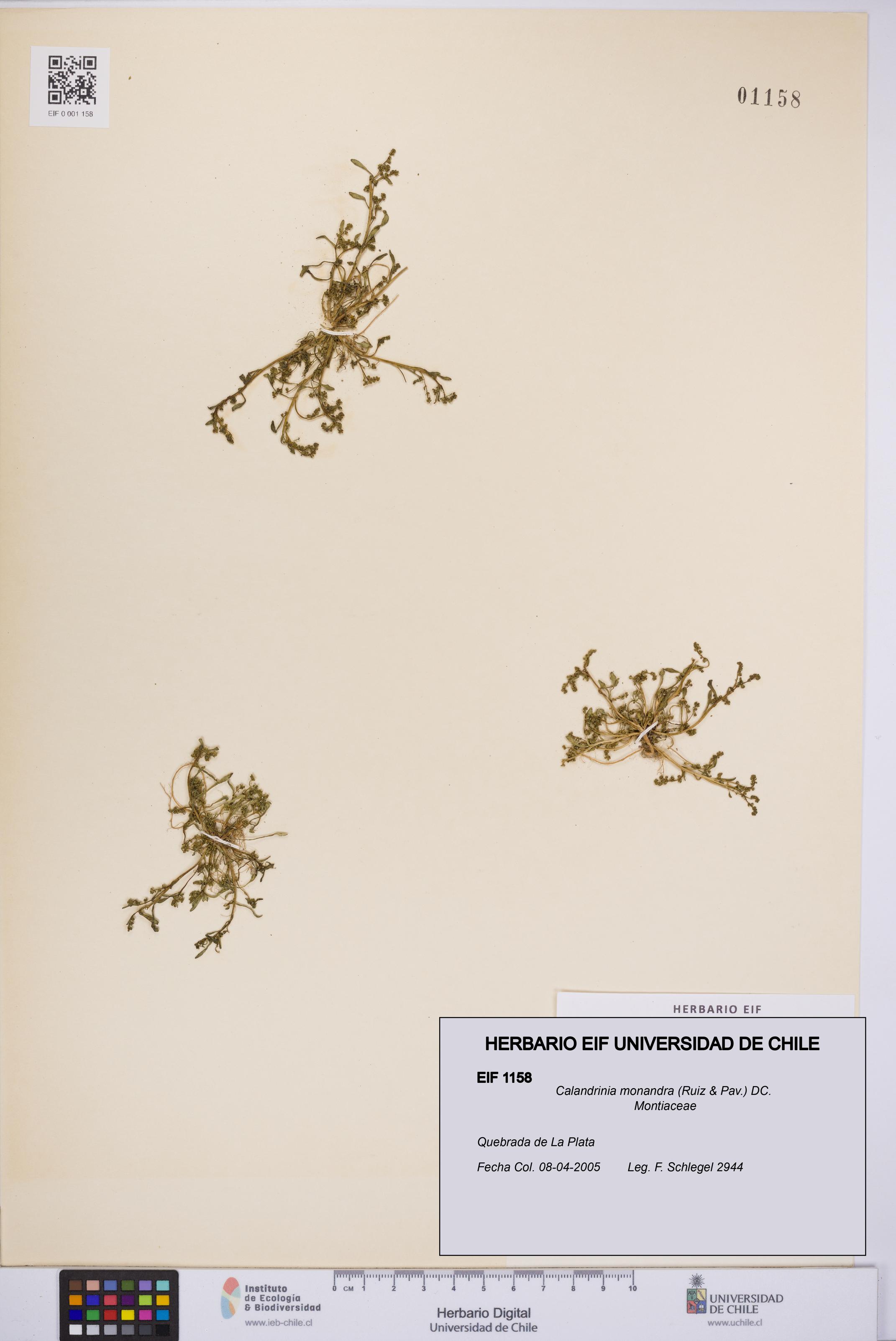 Calandrinia monandra [Espécimen: UCH:EIF:0001158]