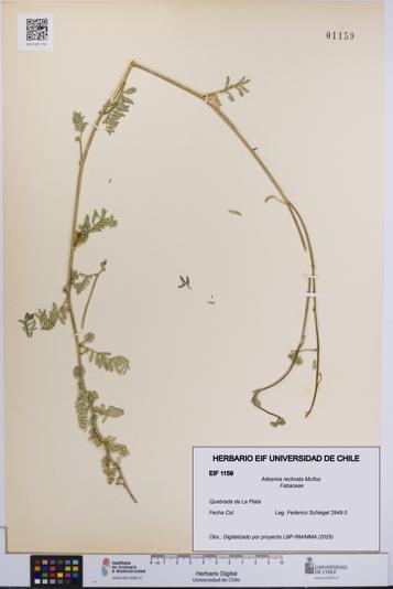 Adesmia reclinata [Espécimen: UCH:EIF:0001159]