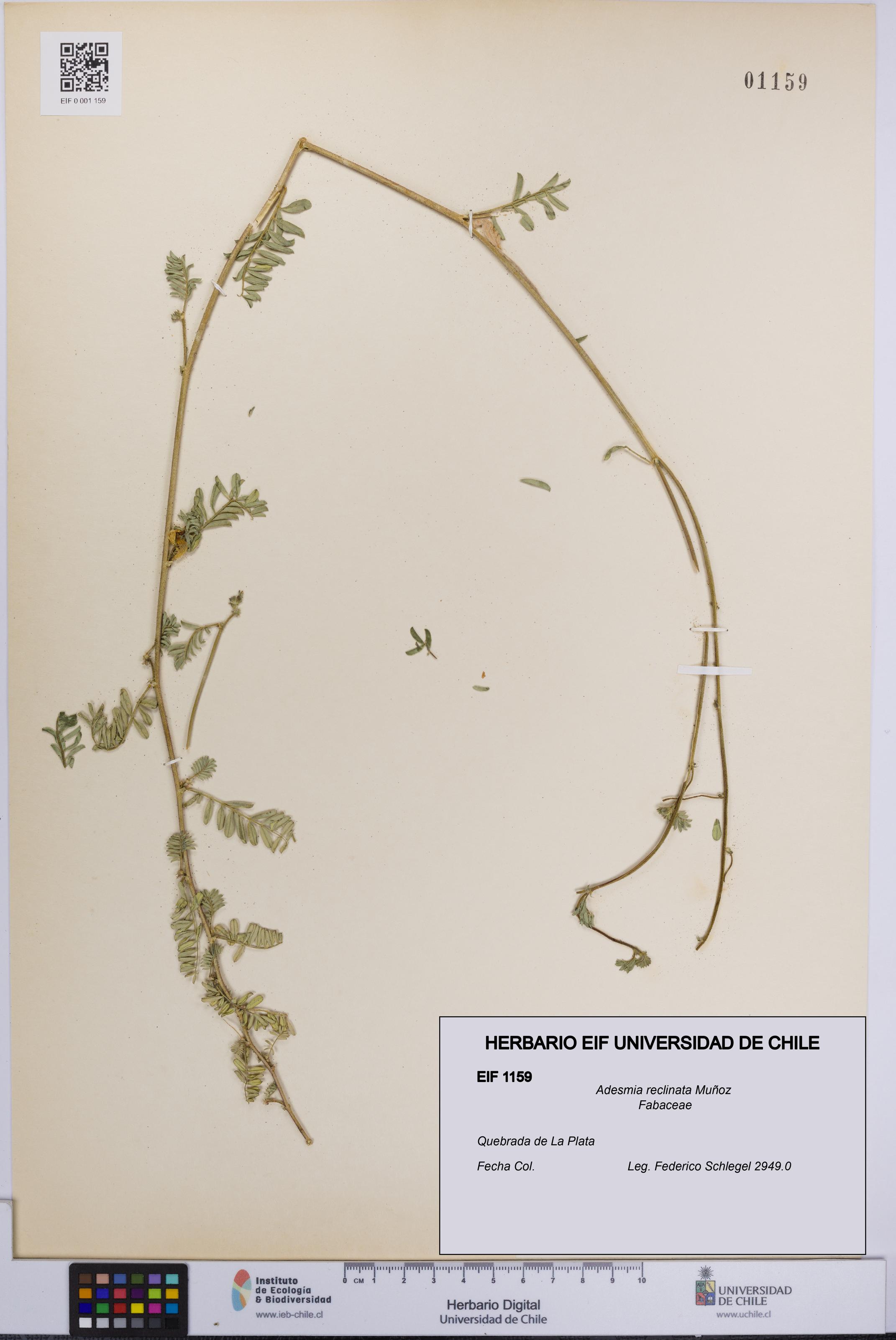 Adesmia reclinata [Espécimen: UCH:EIF:0001159]