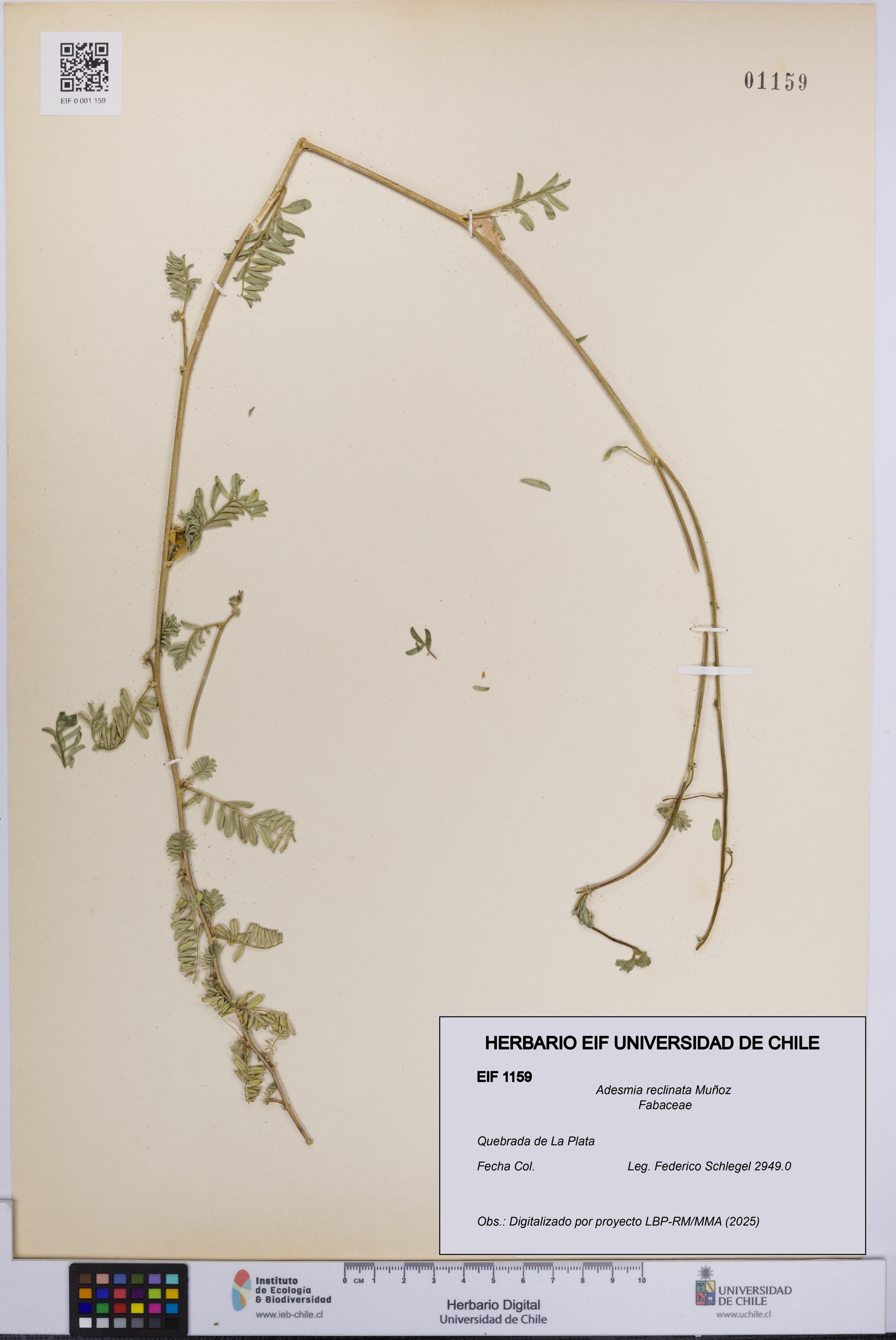 Adesmia reclinata [Espécimen: UCH:EIF:0001159]