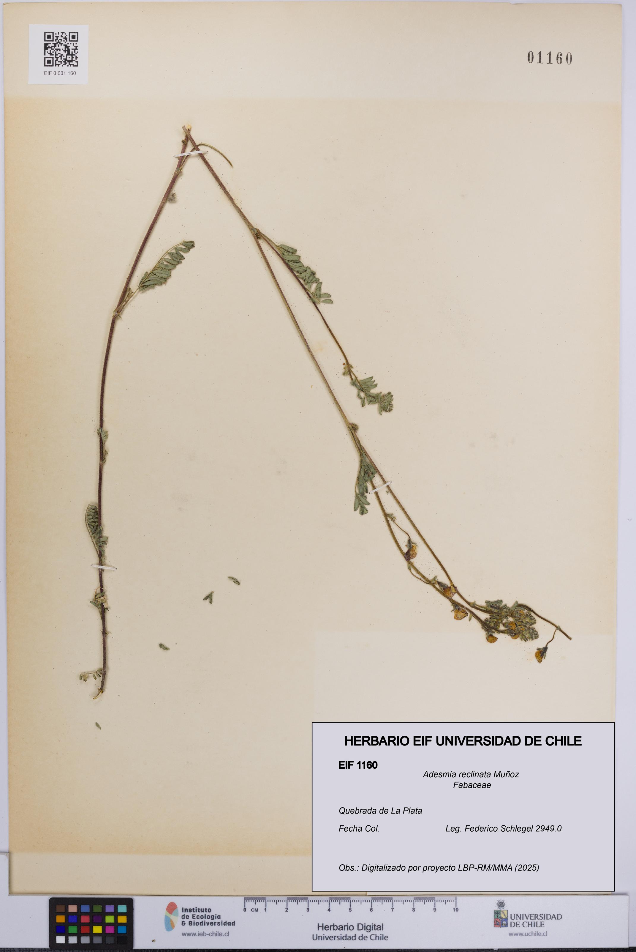 Adesmia reclinata [Espécimen: UCH:EIF:0001160]