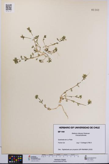 Stellaria chilensis [Espécimen: UCH:EIF:0001161]