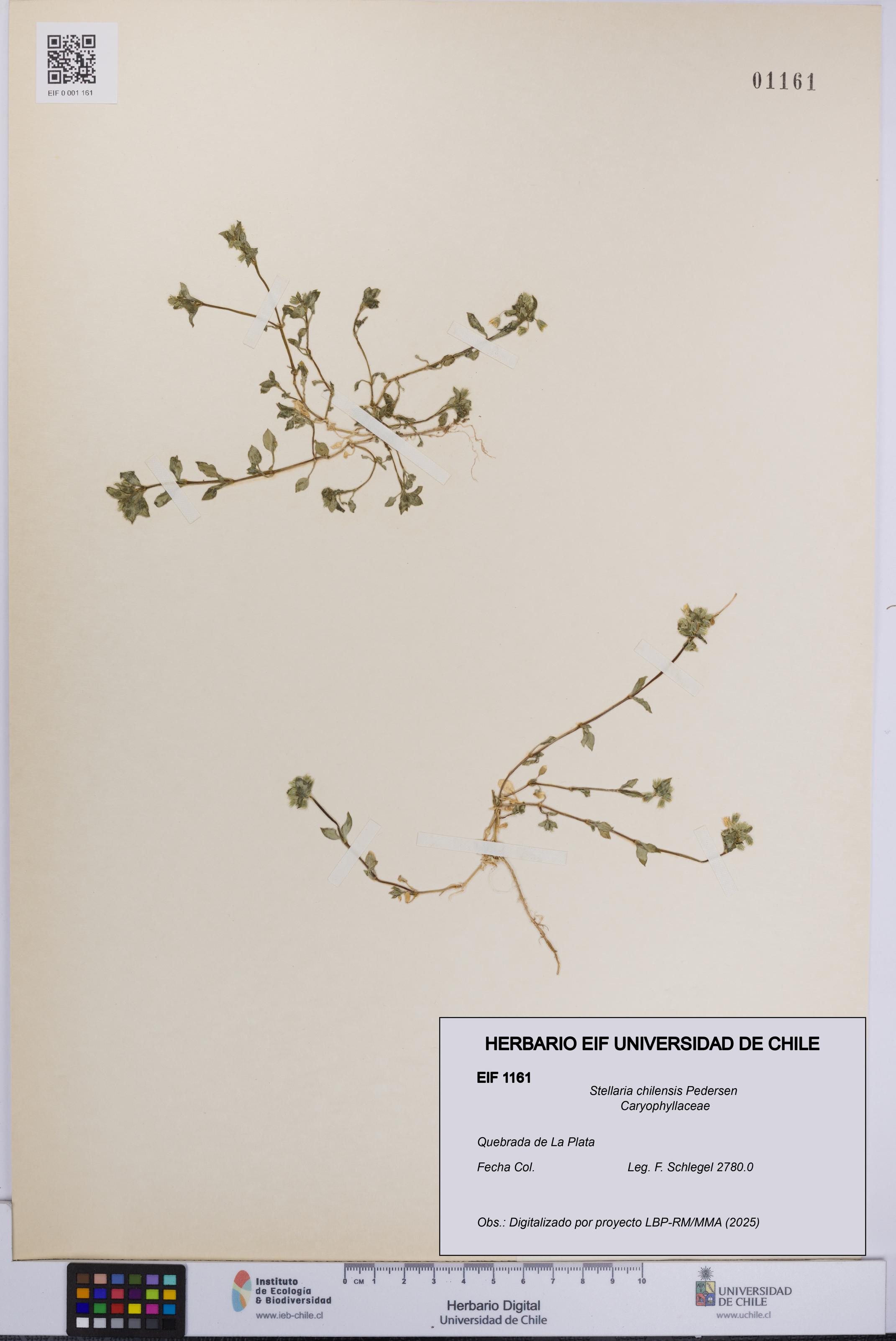 Stellaria chilensis [Espécimen: UCH:EIF:0001161]