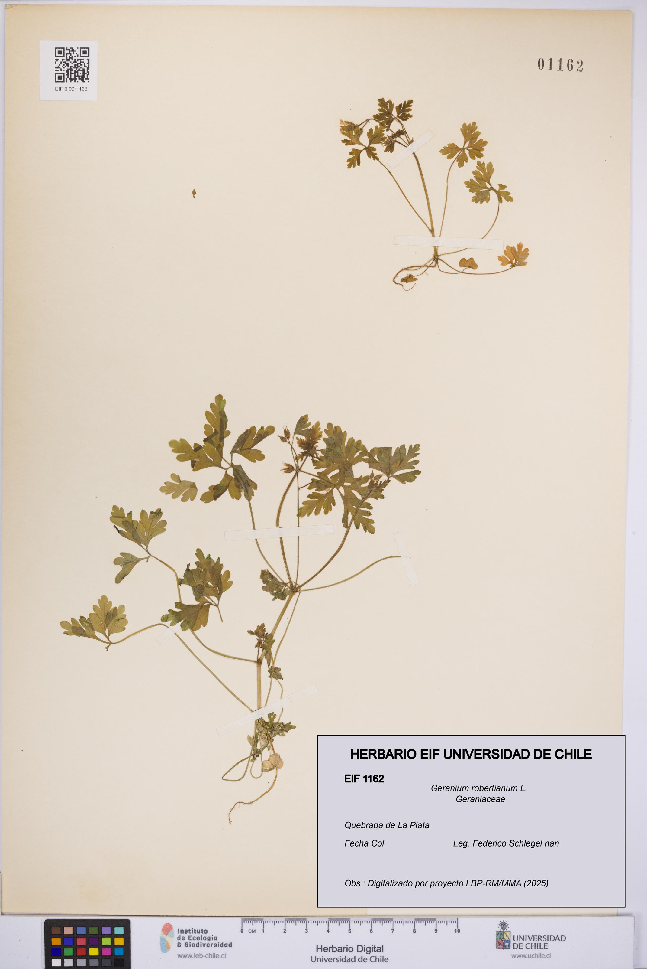 Geranium robertianum [Espécimen: UCH:EIF:0001162]