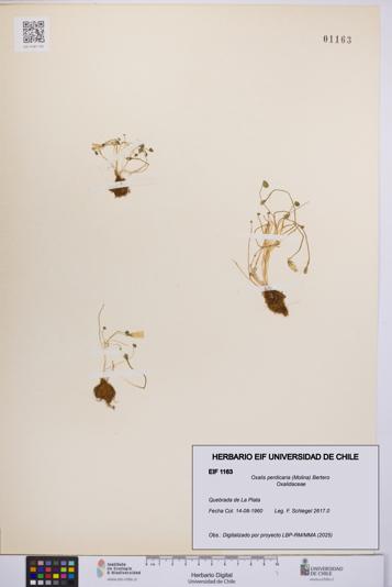 Oxalis perdicaria [Espécimen: UCH:EIF:0001163]