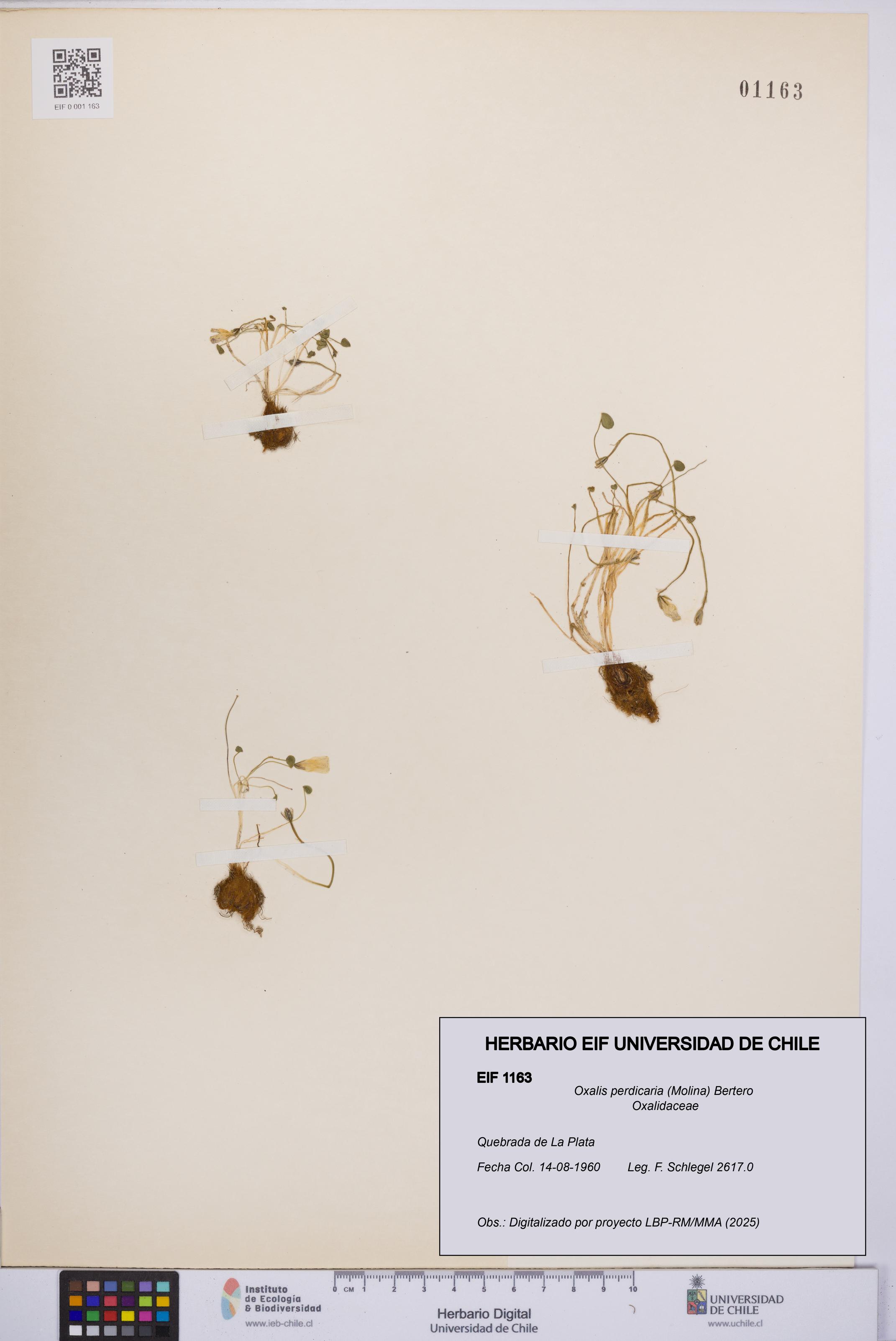 Oxalis perdicaria [Espécimen: UCH:EIF:0001163]
