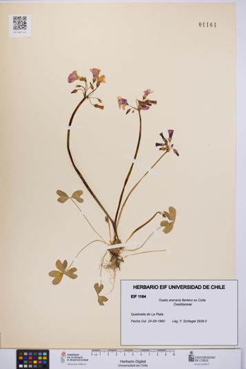 Oxalis arenaria [Espécimen: UCH:EIF:0001164]
