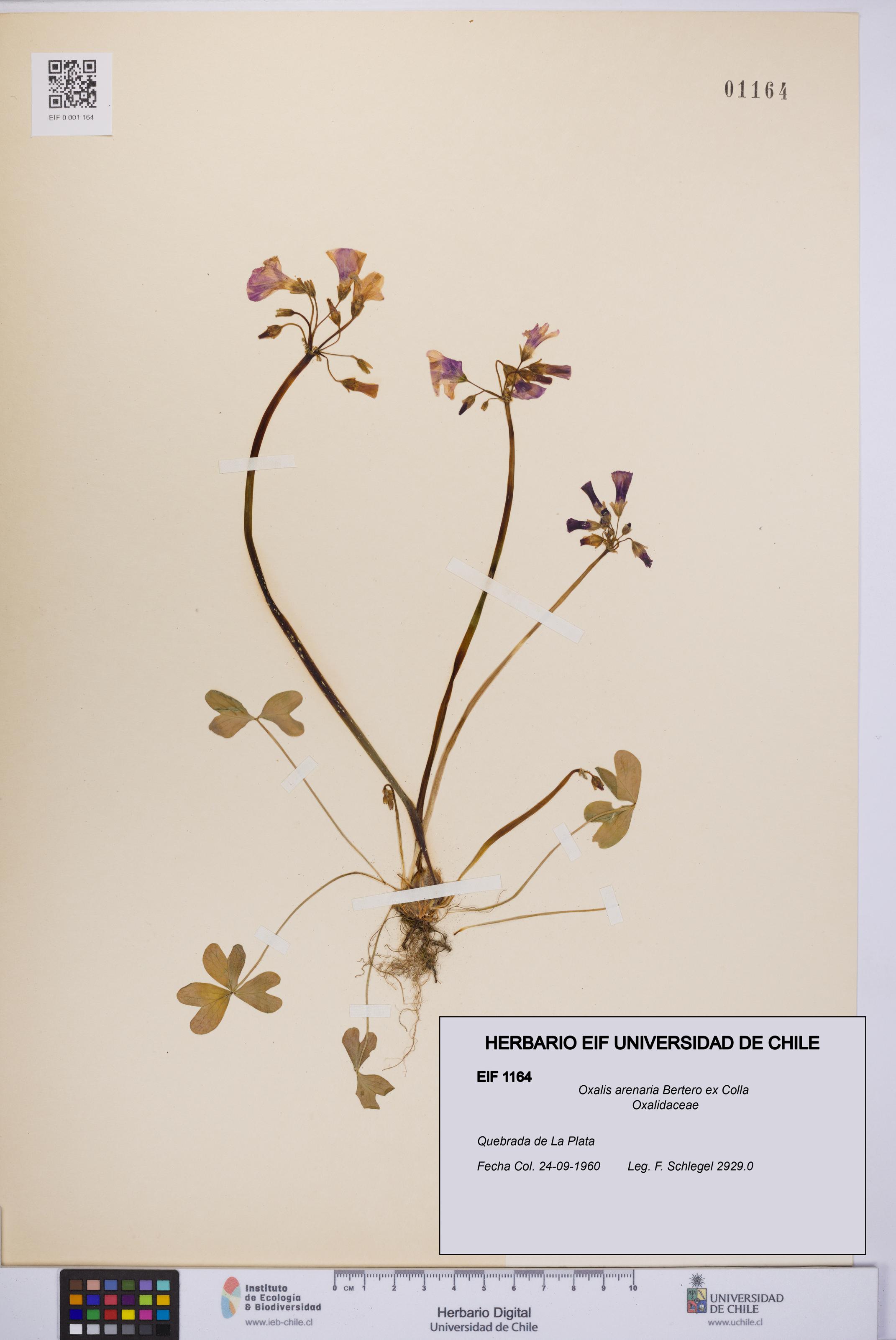 Oxalis arenaria [Espécimen: UCH:EIF:0001164]