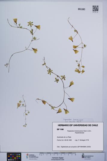 Tropaeolum brachyceras [Espécimen: UCH:EIF:0001165]