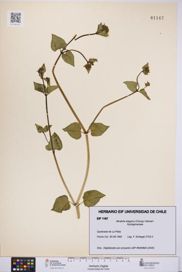 Mirabilis elegans [Espécimen: UCH:EIF:0001167]